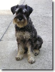 Schnauzer \(Dog standard\)