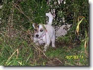 Jack Russell Terrier