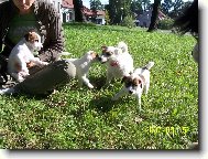 Jack Russell Terrier