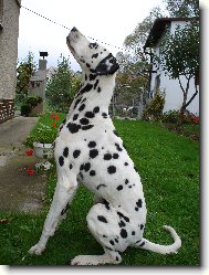 Dalmatinac, Dalmatian