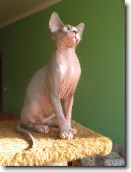 Sphynx \(cat\)