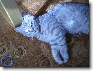 British shorthairs cat