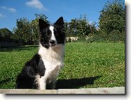 Border collie \\\\\\\\\\\\\\\\\\\\\(Dog standard\\\\\\\\\\\\\\\\\\\\\)