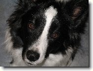 Border collie \\\\\\\\\\\\\\\\\\\\\(Dog standard\\\\\\\\\\\\\\\\\\\\\)