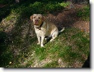 Labrador Retriever