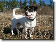 Jack Russell Terrier