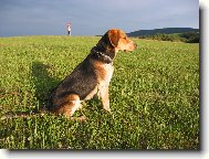 Beagle Harrier