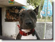 American Staffordshire Terrier