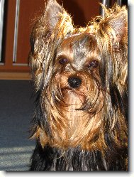 Jorkrsk terier, Yorkshire Terrier,