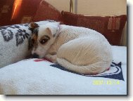 Jack Russell Terrier