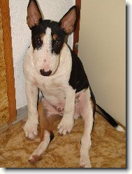 Bull Terrier