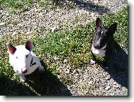 Bull Terrier