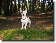 Jack Russell Terrier