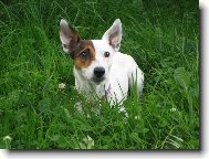 Jack Russell Terrier