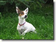 Jack Russell Terrier