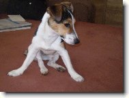 Jack Russell Terrier