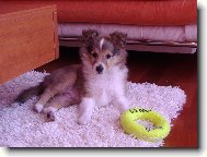 Shetland Sheepdog