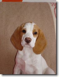 Beagle