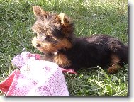 Jorkrsk terier, Yorkshire Terrier,