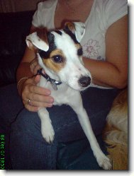 Parson russell terrier \\\\\(Dog standard\\\\\)