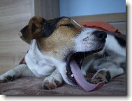 Jack Russell Terrier