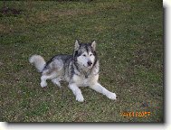 Alaskan Malamute