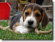 Beagle