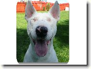 Bull Terrier