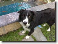 Border Collie