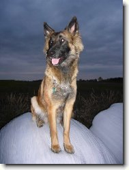 Belgian shepherd malinois \\\\\(Dog standard\\\\\)