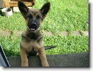 German Shepherd Dog