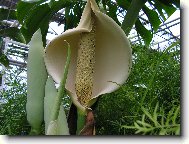 Monstera deliciosa