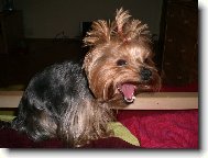 Jorkrsk terier, Yorkshire Terrier,