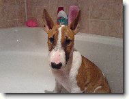 Bull Terrier