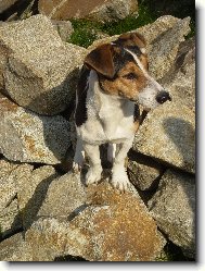 Jack Russell Terrier