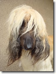 Afghan Hound