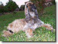 Afghan Hound