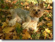 Jorkrsk terier, Yorkshire Terrier,