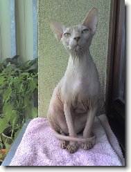 Sphynx \(cat\)