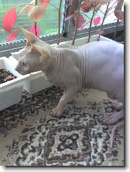 Sphynx \\\\\(cat\\\\\)