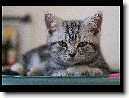 British shorthairs cat