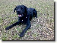 Labrador Retriever