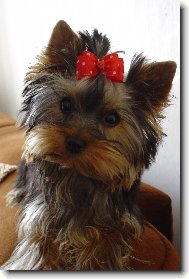 Jorkrsk terier, Yorkshire Terrier,