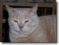 British shorthairs cat