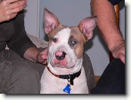 American Staffordshire Terrier