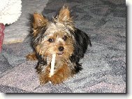 Jorkrsk terier, Yorkshire Terrier,