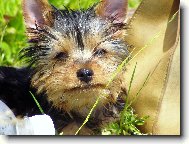 Jorkrsk terier, Yorkshire Terrier,