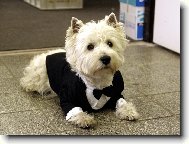 West highland white terrier \\\\\(Dog standard\\\\\)