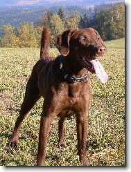 Chesapeake Bay Retriever