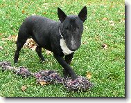 Bull Terrier